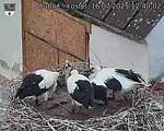 Capi_Dubne_20250716_124002.jpg