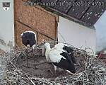 Capi_Dubne_20250716_124503.jpg