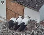 Capi_Dubne_20250716_125504.jpg