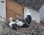Capi_Dubne_20250716_133503.jpg
