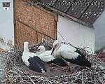 Capi_Dubne_20250716_134003.jpg