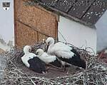 Capi_Dubne_20250716_134503.jpg
