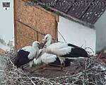 Capi_Dubne_20250716_135503.jpg