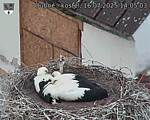 Capi_Dubne_20250716_140503.jpg
