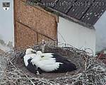 Capi_Dubne_20250716_141003.jpg