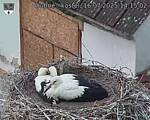 Capi_Dubne_20250716_141503.jpg