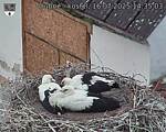 Capi_Dubne_20250716_143503.jpg