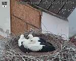 Capi_Dubne_20250716_144504.jpg