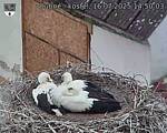 Capi_Dubne_20250716_145003.jpg
