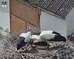 Capi_Dubne_20250716_150003.jpg