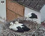 Capi_Dubne_20250716_160003.jpg