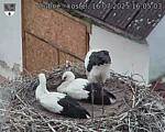 Capi_Dubne_20250716_160503.jpg
