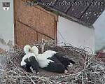 Capi_Dubne_20250716_162002.jpg