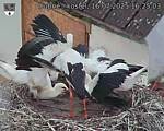 Capi_Dubne_20250716_162503.jpg