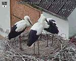 Capi_Dubne_20250716_164003.jpg