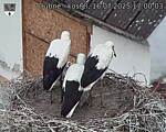 Capi_Dubne_20250716_170003.jpg