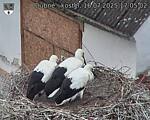 Capi_Dubne_20250716_170502.jpg