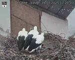 Capi_Dubne_20250716_172003.jpg