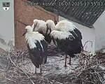 Capi_Dubne_20250716_175503.jpg