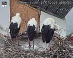 Capi_Dubne_20250716_180503.jpg