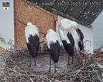 Capi_Dubne_20250716_181503.jpg