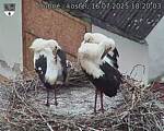 Capi_Dubne_20250716_182003.jpg