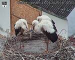 Capi_Dubne_20250716_183003.jpg