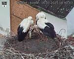 Capi_Dubne_20250716_184003.jpg