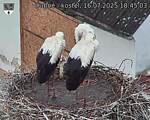 Capi_Dubne_20250716_184503.jpg