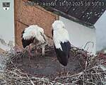 Capi_Dubne_20250716_185003.jpg