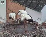 Capi_Dubne_20250716_191502.jpg