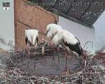 Capi_Dubne_20250716_192002.jpg