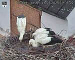 Capi_Dubne_20250716_193503.jpg