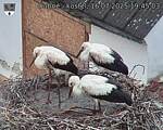 Capi_Dubne_20250716_194503.jpg
