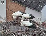 Capi_Dubne_20250716_195502.jpg