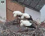 Capi_Dubne_20250716_200003.jpg