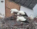 Capi_Dubne_20250716_200503.jpg