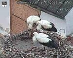 Capi_Dubne_20250716_201003.jpg