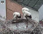 Capi_Dubne_20250716_202003.jpg