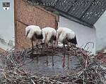 Capi_Dubne_20250716_202502.jpg