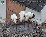 Capi_Dubne_20250716_203002.jpg