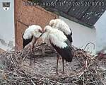 Capi_Dubne_20250716_210003.jpg