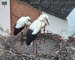 Capi_Dubne_20250716_210503.jpg