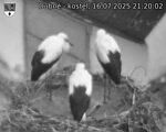 Capi_Dubne_20250716_212002.jpg