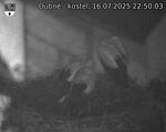 Capi_Dubne_20250716_225003.jpg