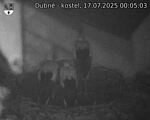 Capi_Dubne_20250717_000503.jpg