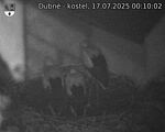 Capi_Dubne_20250717_001002.jpg