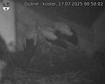 Capi_Dubne_20250717_005002.jpg