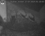 Capi_Dubne_20250717_011003.jpg