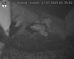 Capi_Dubne_20250717_013502.jpg